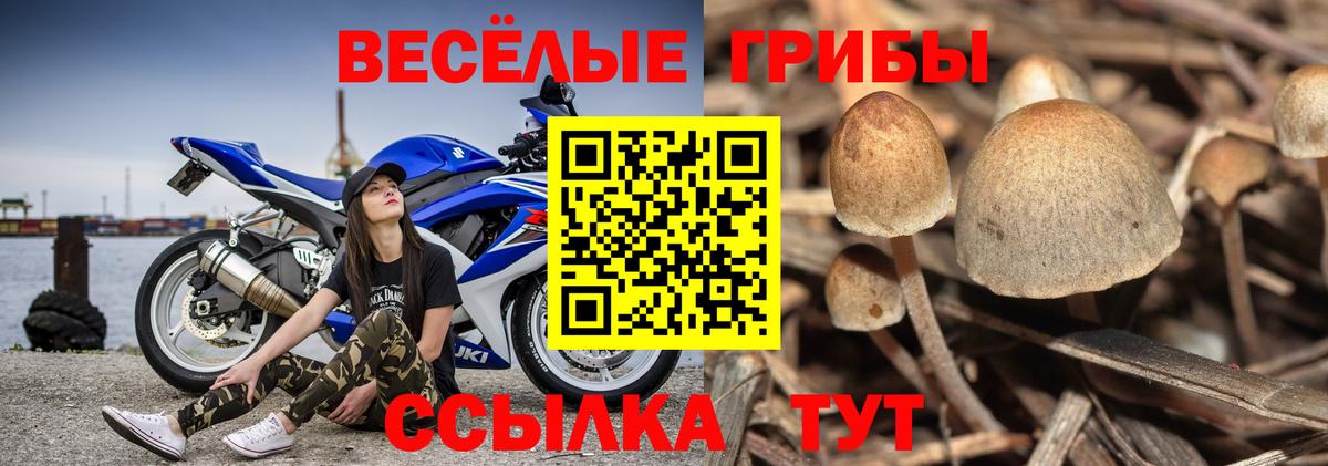Кандалакша  Галлюциногенные грибы GOLDEN TEACHER  Вход с VPN  Галлюциногенные грибы Psilocybine cubensis 
